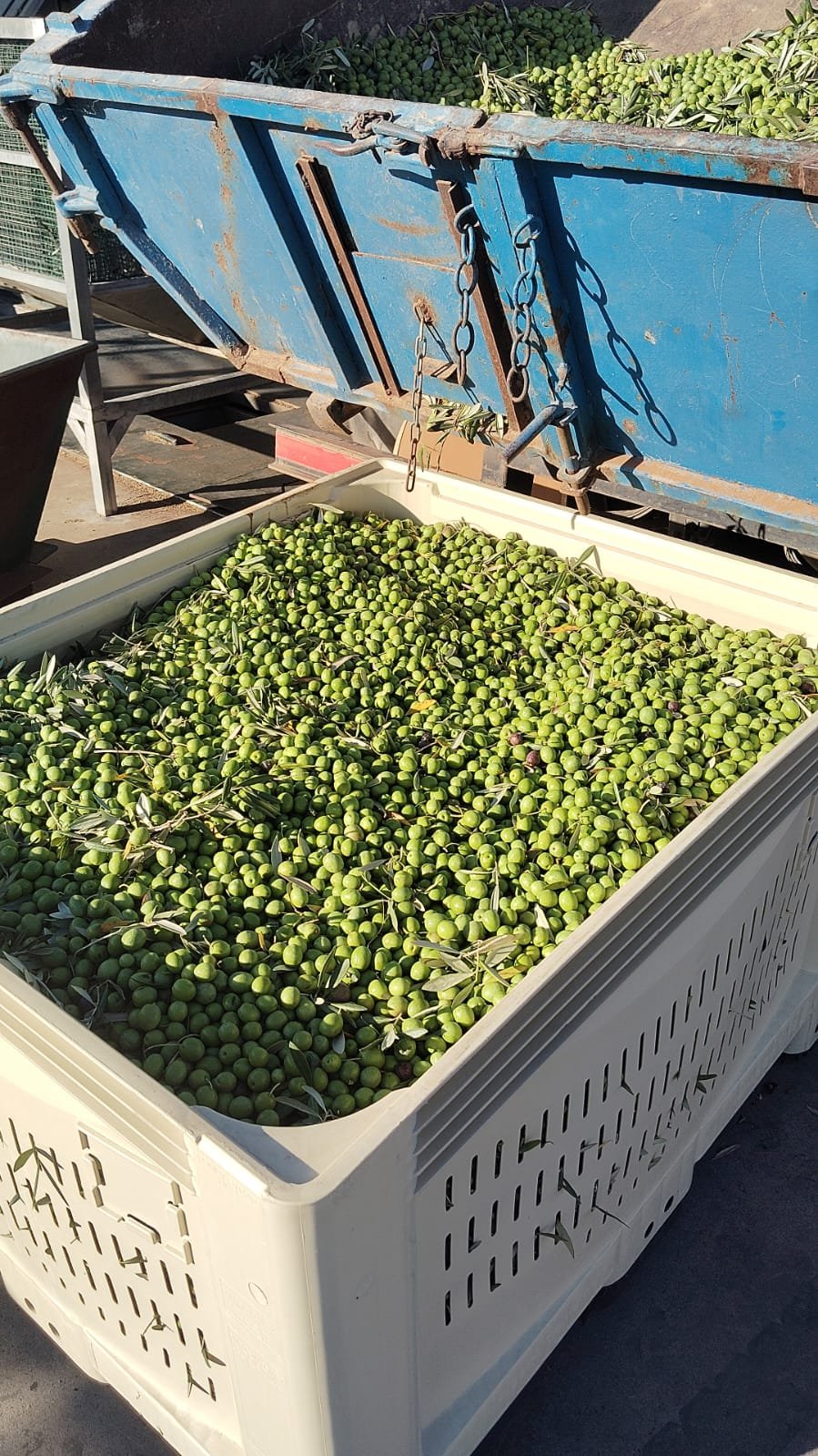 Palot agrícola perforado con aceitunas verdes durante la descarga