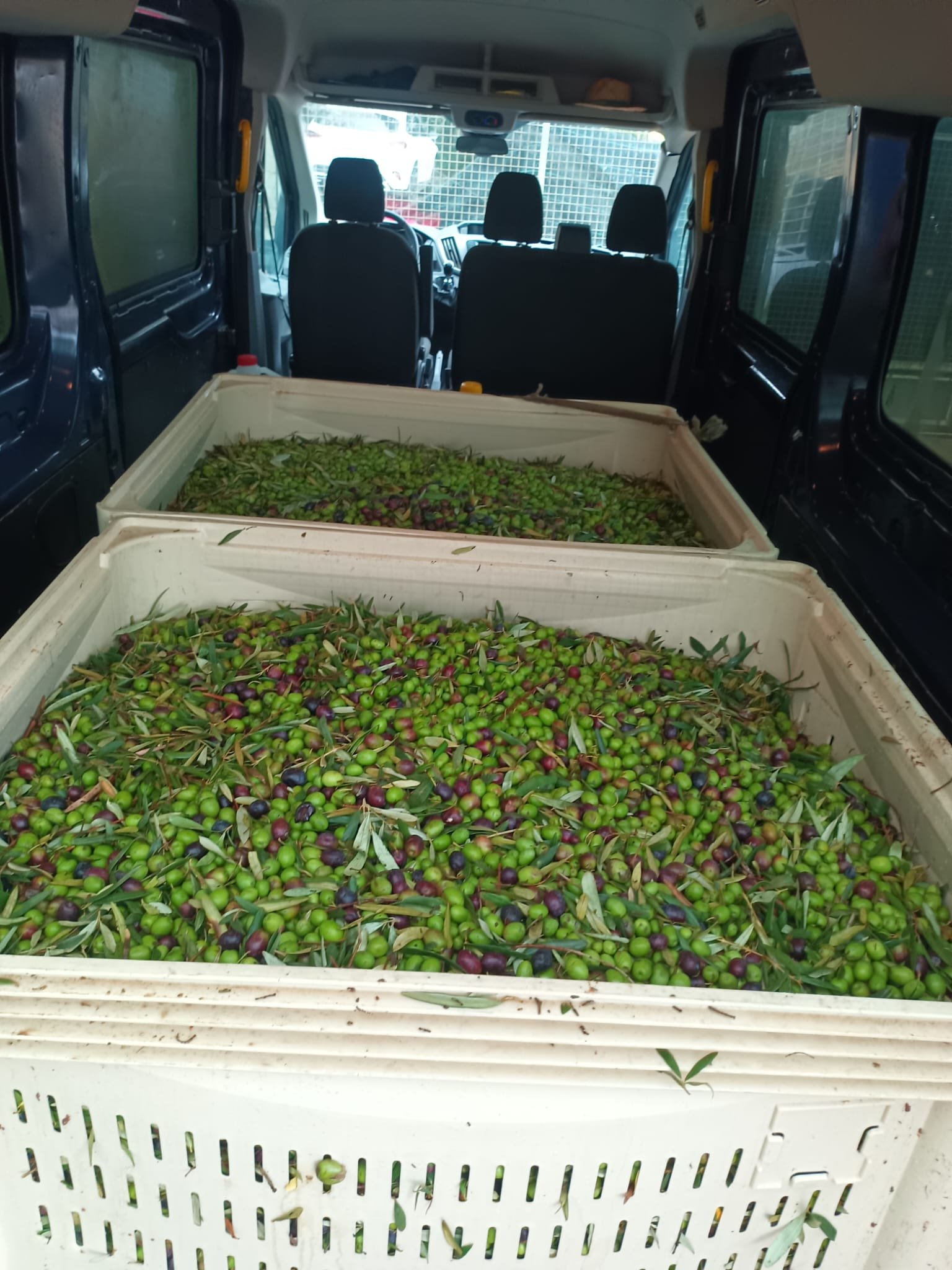 Palots de plástico llenos de aceitunas durante el transporte desde el olivar