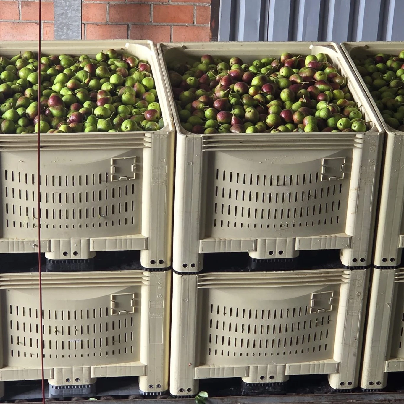 Big boxes con aceitunas
