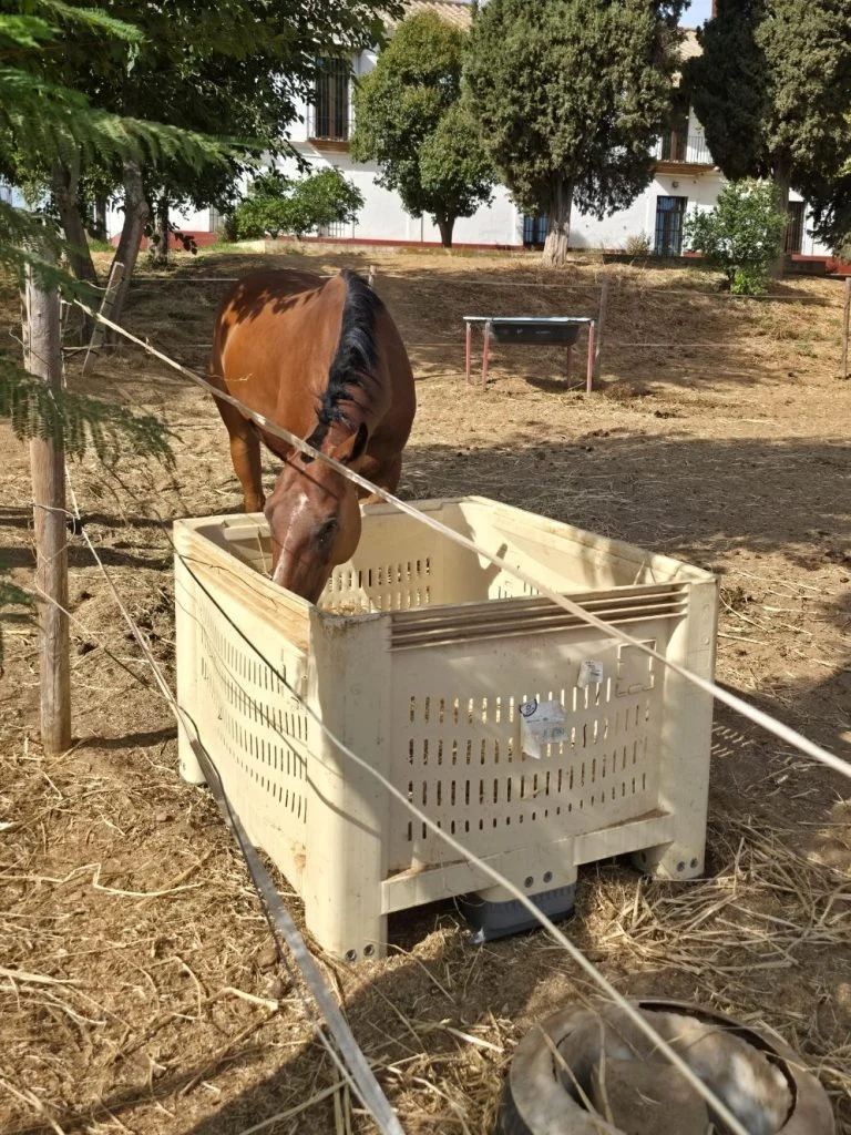 Contenedor utilizado como comedero para caballo