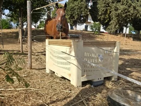 Caballos junto a un contenedor para forraje