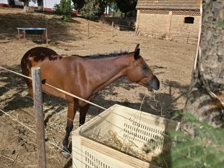 Caballo alimentándose en un palot